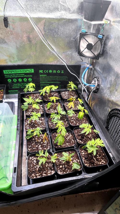 🌱 King Z — A Med. Bagseed Experiment 🌱. Week 1