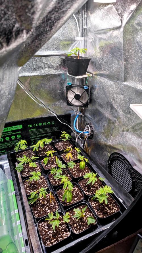 🌱 King Z — A Med. Bagseed Experiment 🌱. Week 1
