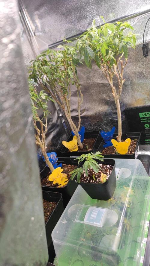 🌱 King Z — A Med. Bagseed Experiment 🌱. Week 1