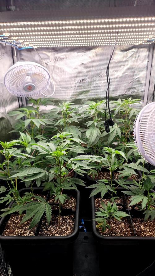 🌱 King Z — A Med. Bagseed Experiment 🌱. Week 5