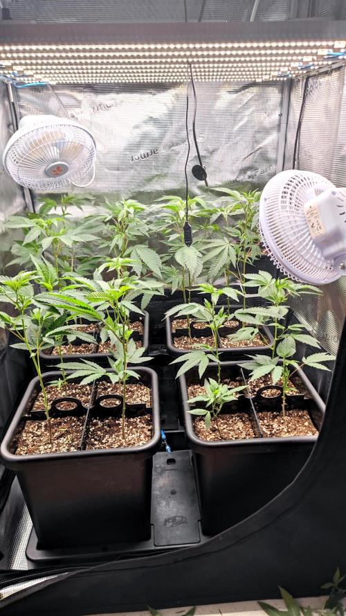 🌱 King Z — A Med. Bagseed Experiment 🌱. Week 5
