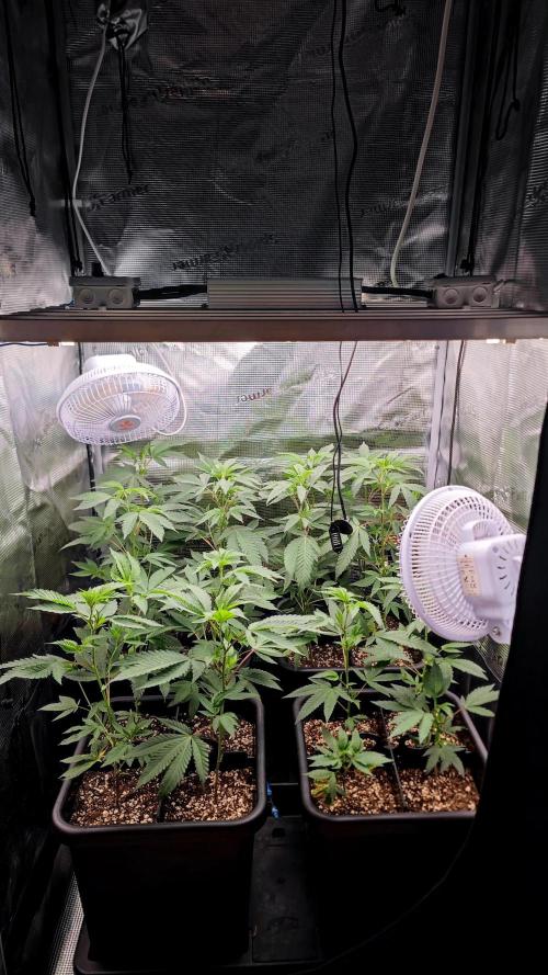 🌱 King Z — A Med. Bagseed Experiment 🌱. Week 5