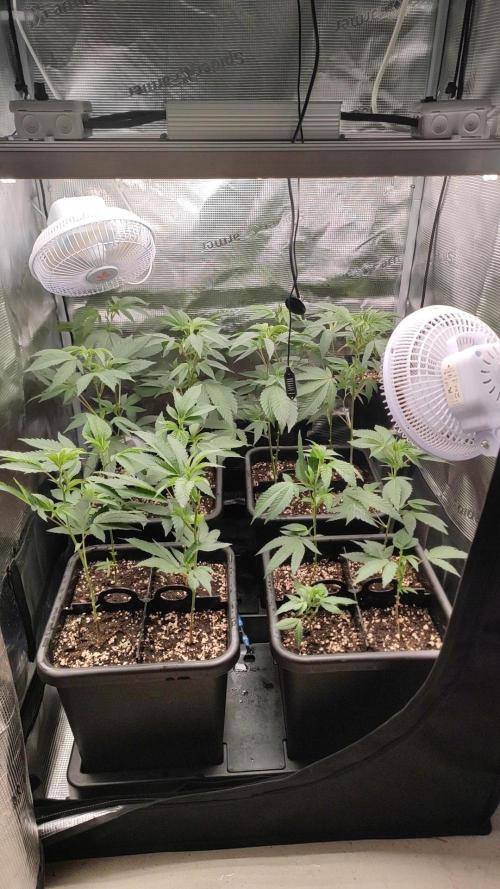 🌱 King Z — A Med. Bagseed Experiment 🌱. Week 5