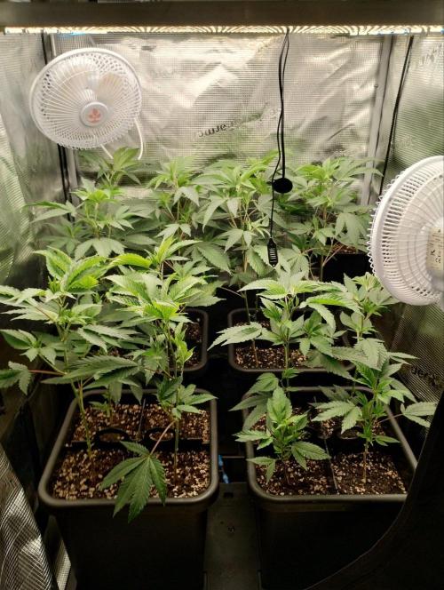 🌱 King Z — A Med. Bagseed Experiment 🌱. Week 5