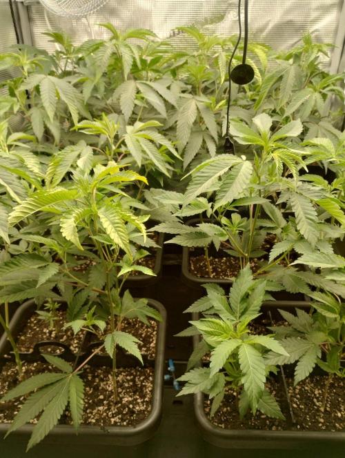 🌱 King Z — A Med. Bagseed Experiment 🌱. Week 6