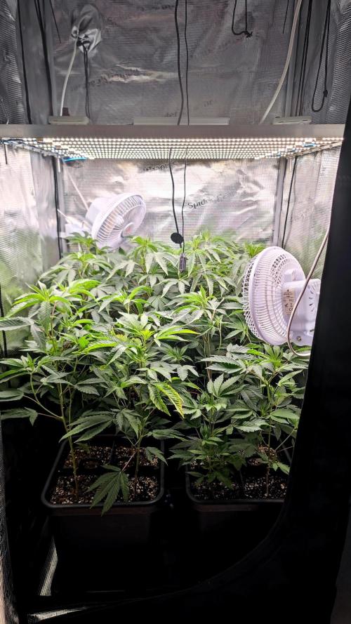 🌱 King Z — A Med. Bagseed Experiment 🌱. Week 6