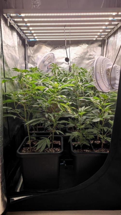 🌱 King Z — A Med. Bagseed Experiment 🌱. Week 6
