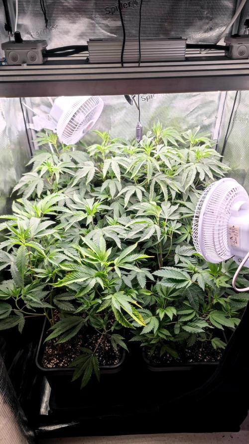 🌱 King Z — A Med. Bagseed Experiment 🌱. Week 6