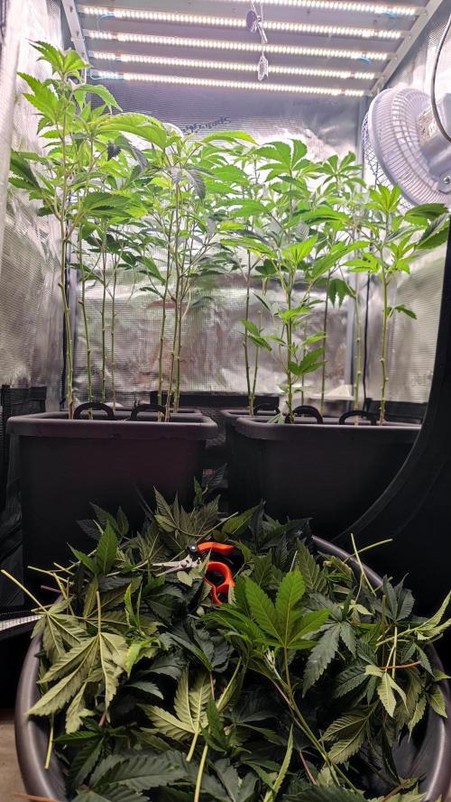 🌱 King Z — A Med. Bagseed Experiment 🌱. Week 6