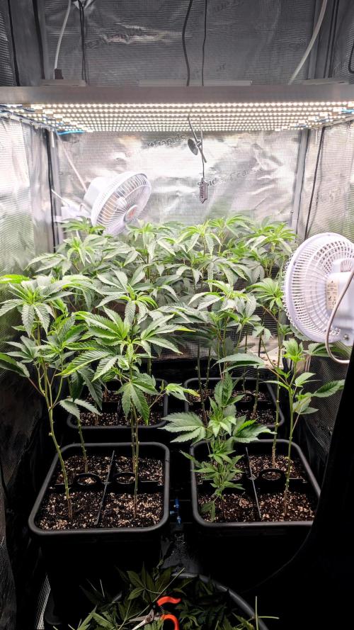 🌱 King Z — A Med. Bagseed Experiment 🌱. Week 6