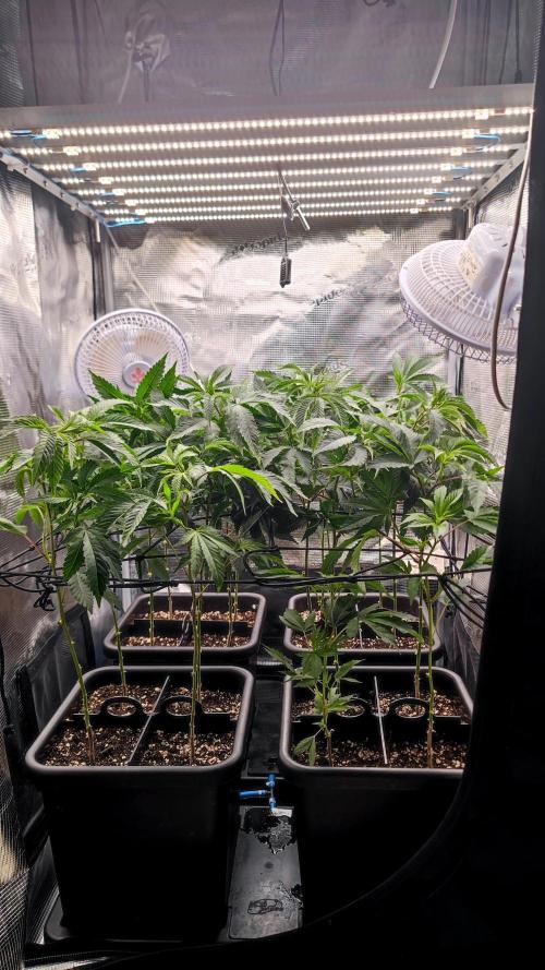 🌱 King Z — A Med. Bagseed Experiment 🌱. Week 6