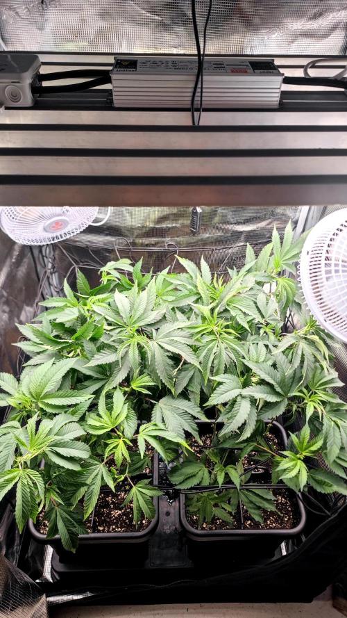 🌱 King Z — A Med. Bagseed Experiment 🌱. Week 6