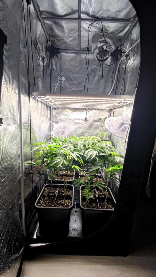 🌱 King Z — A Med. Bagseed Experiment 🌱. Week 6