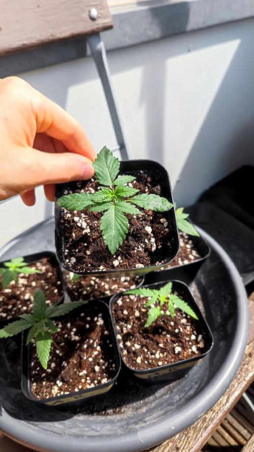 ☀️ Balcony Jungle 🌱 2026. Week 2