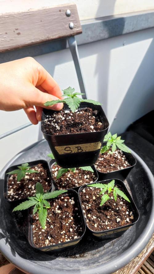 ☀️ Balcony Jungle 🌱 2026. Week 2