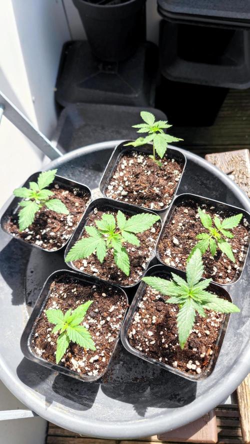 ☀️ Balcony Jungle 🌱 2026. Week 2