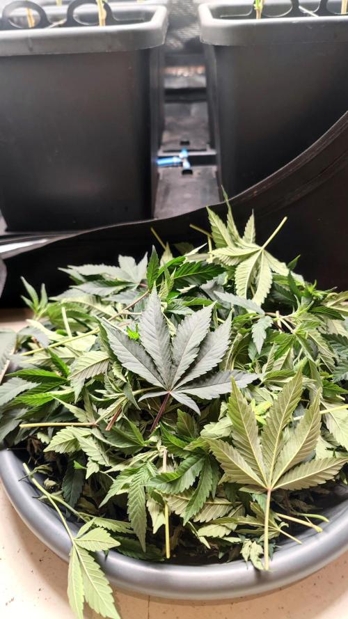 🌱 King Z — A Med. Bagseed Experiment 🌱. Week 7