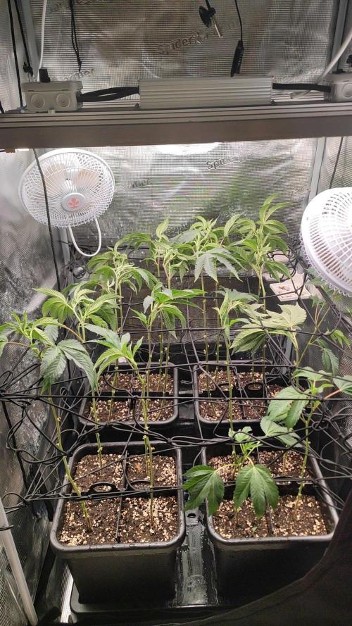 🌱 King Z — A Med. Bagseed Experiment 🌱. Week 7