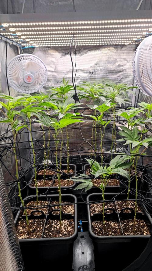 🌱 King Z — A Med. Bagseed Experiment 🌱. Week 7