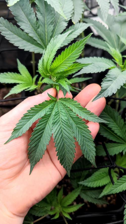 🌱 King Z — A Med. Bagseed Experiment 🌱. Week 7