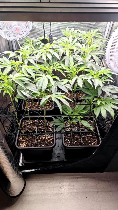 🌱 King Z — A Med. Bagseed Experiment 🌱. Week 7