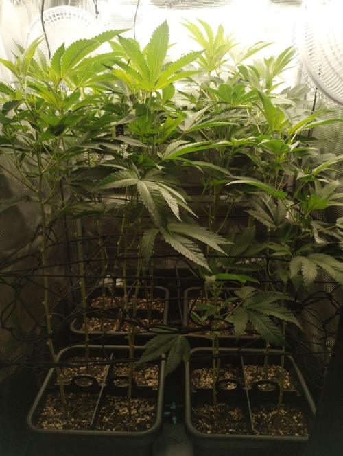 🌱 King Z — A Med. Bagseed Experiment 🌱. Week 9