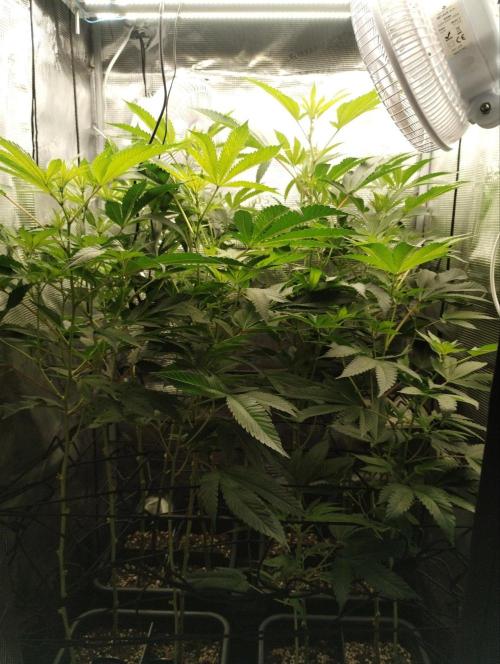 🌱 King Z — A Med. Bagseed Experiment 🌱. Week 9