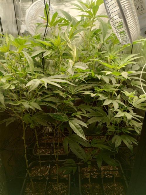 🌱 King Z — A Med. Bagseed Experiment 🌱. Week 9