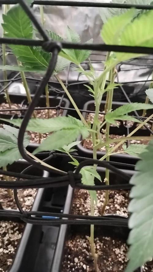 🌱 King Z — A Med. Bagseed Experiment 🌱