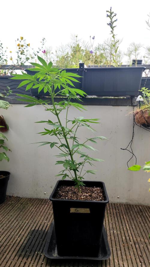 ☀️ Balcony Jungle 🌱 2026. Week 8