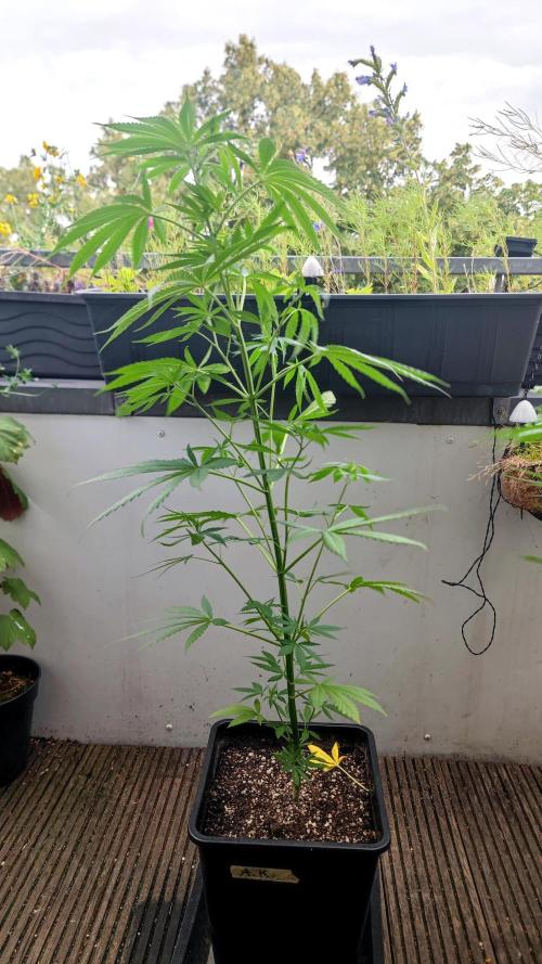 ☀️ Balcony Jungle 🌱 2026. Week 8