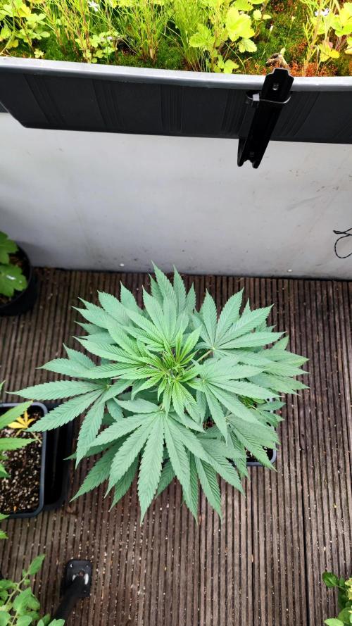 ☀️ Balcony Jungle 🌱 2026. Week 8
