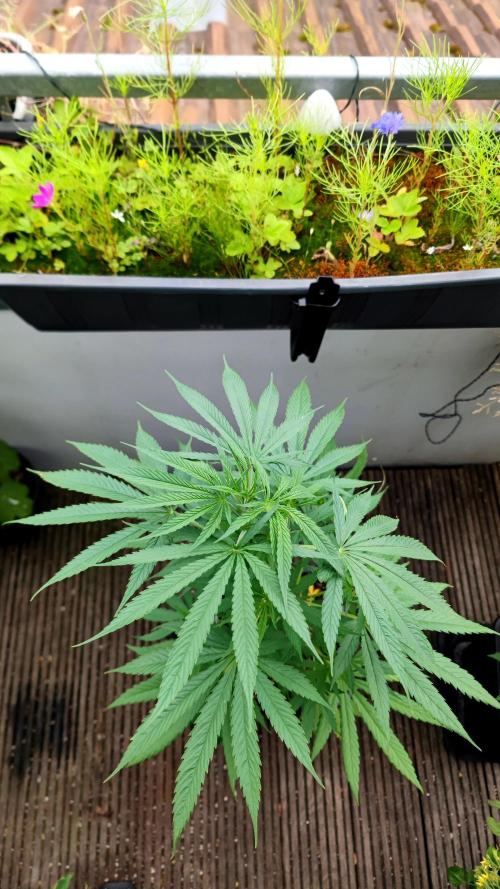 ☀️ Balcony Jungle 🌱 2026. Week 8