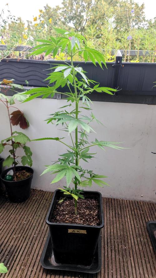 ☀️ Balcony Jungle 🌱 2026. Week 8