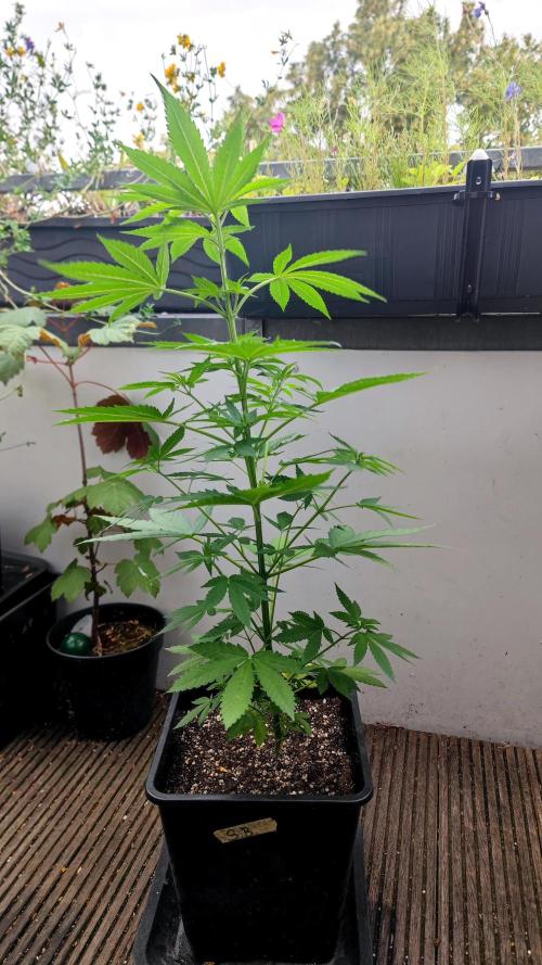 ☀️ Balcony Jungle 🌱 2026. Week 8