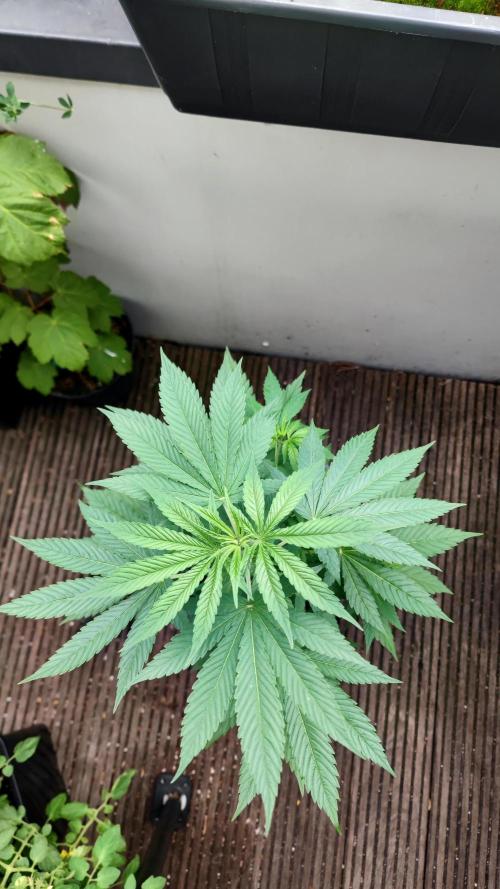 ☀️ Balcony Jungle 🌱 2026. Week 8