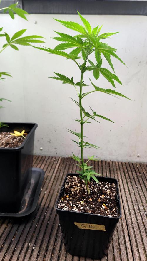 ☀️ Balcony Jungle 🌱 2026. Week 8