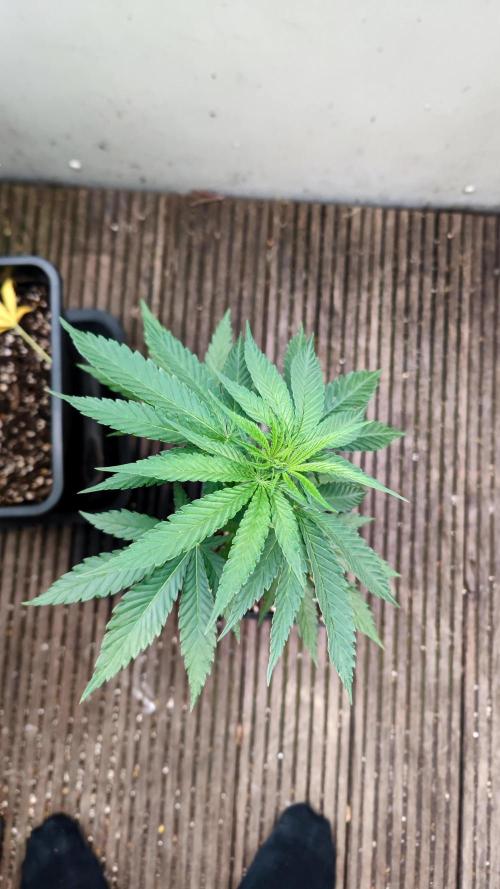 ☀️ Balcony Jungle 🌱 2026. Week 8