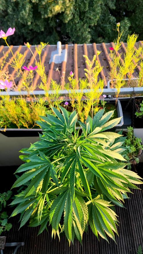 ☀️ Balcony Jungle 🌱 2026. Week 12