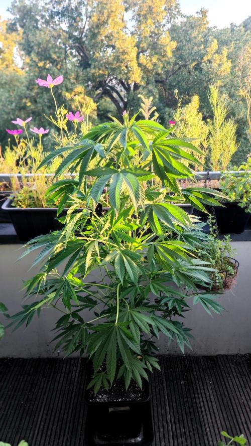 ☀️ Balcony Jungle 🌱 2026. Week 12
