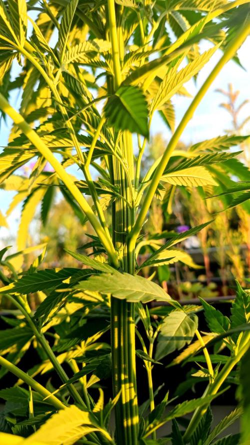 ☀️ Balcony Jungle 🌱 2026. Week 12