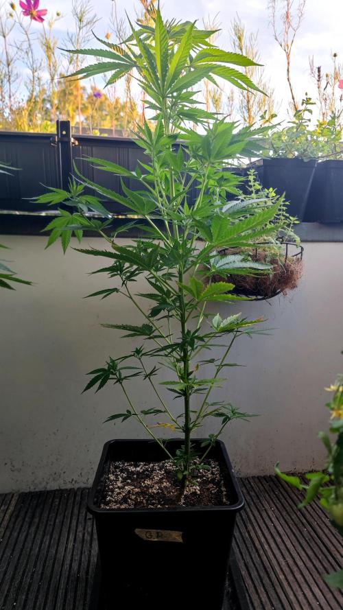 ☀️ Balcony Jungle 🌱 2026. Week 12