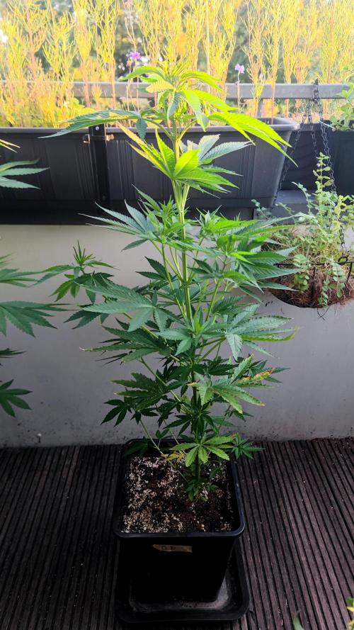☀️ Balcony Jungle 🌱 2026. Week 12