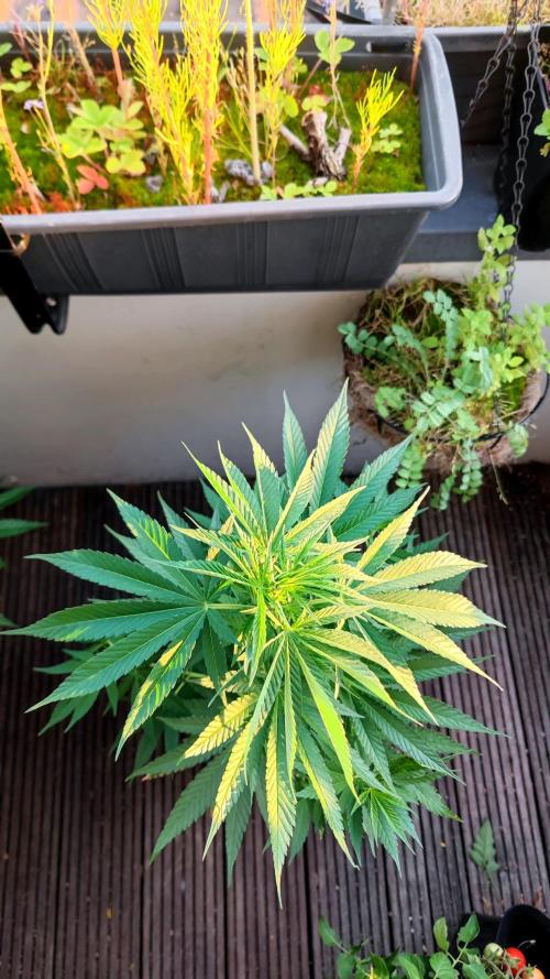 ☀️ Balcony Jungle 🌱 2026. Week 12