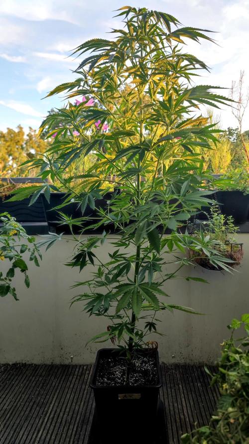 ☀️ Balcony Jungle 🌱 2026. Week 12