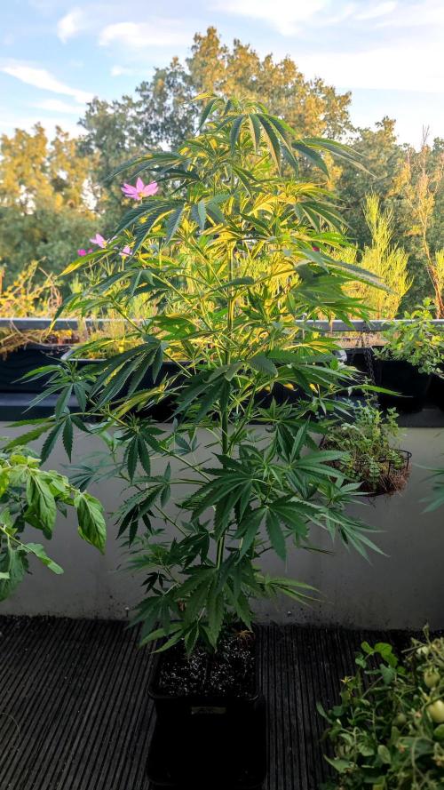 ☀️ Balcony Jungle 🌱 2026. Week 12