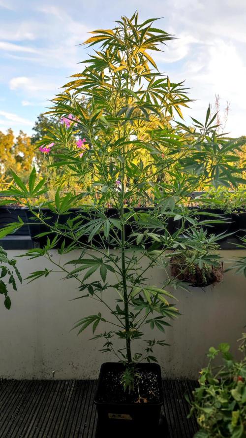 ☀️ Balcony Jungle 🌱 2026. Week 12