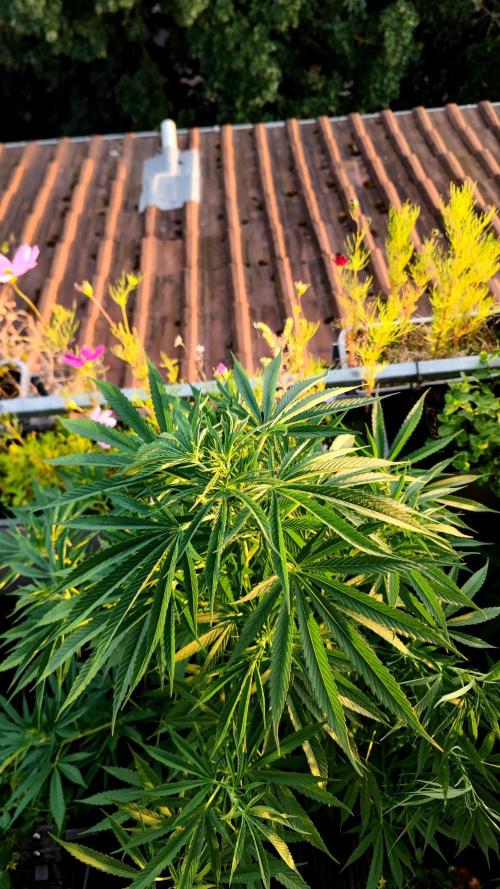 ☀️ Balcony Jungle 🌱 2026. Week 12