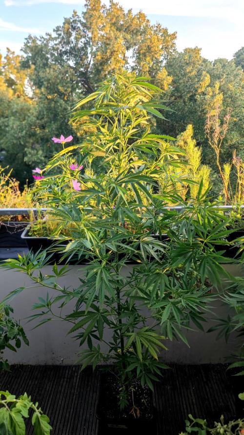 ☀️ Balcony Jungle 🌱 2026. Week 12