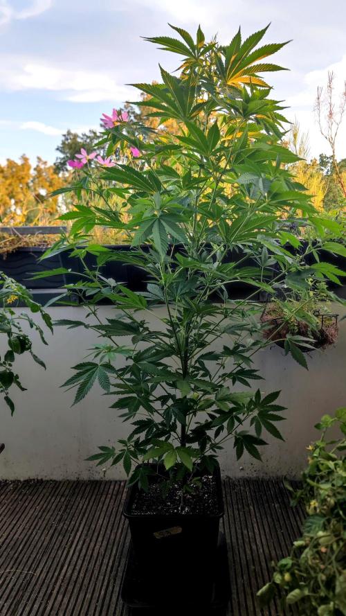 ☀️ Balcony Jungle 🌱 2026. Week 12